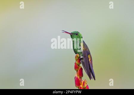 Saucerottia tobaci, colibrì rumato di rame (Amazilia tobaci), colibrì rumato di rame, colibrì, Animali, Uccelli, Hummingbird rumped rame Foto Stock