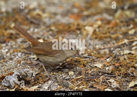 Comune Nightingale (Luscinia megarhynchos) adulto, nutrirsi a terra in aperto, Castilla y Leon, Spagna Foto Stock