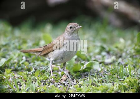 Comune Nightingale (Luscinia megarhynchos) adulto, in piedi sul terreno, Bulgaria Foto Stock