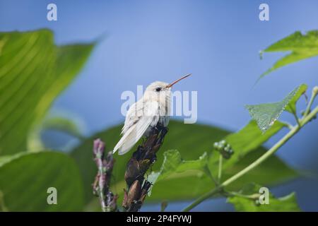 Saucerottia tobaci, rame-rumped, rame-rumped Amazilia tobaci, Hummingbird, animali, Uccelli, pungolo rumped rame (Amazilia tobaci) adulto Foto Stock