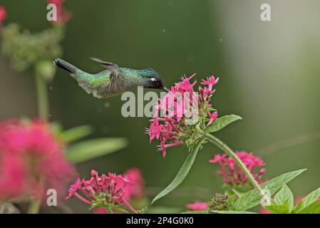 Hummingbird (Klais guimeti merrittii) adulto maschio, in volo, hovering e nutrimento a fiore, Cerro Azul, Panama Foto Stock