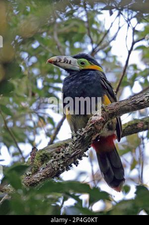 Toucanet (Selenidera maculirostris) adulto maschio, arroccato sul ramo, Foresta pluviale Atlantica, Stato di Rio de Janeiro, Brasile, Sud America Foto Stock