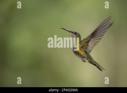 Hummingbird con coronamento verde, Hummingbird con frontespianto verde, Hummingbird con coronamento verde, Hummingbird con frontespianto verde, Hummingbird con frontespianto verde, Animali Foto Stock