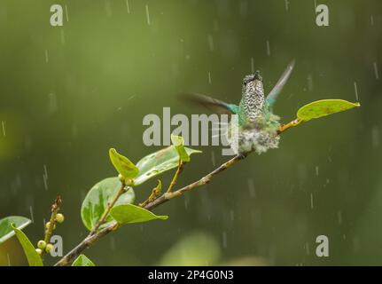 Hummingbird con coronamento verde, Hummingbird con frontespianto verde, Hummingbird con coronamento verde, Hummingbird con frontespianto verde, Hummingbird con frontespianto verde, Animali Foto Stock