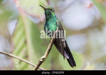 Smeraldo cubano (Chlorostilbon ricordii) maschio adulto, arroccato sul ramoscello, penisola di Zapata, provincia di Matanzas, Cuba Foto Stock