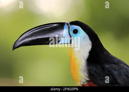 Toucan fatturato al canale (Ramphastos vitellinus vitellinus) adulto, primo piano della testa (in cattività) Foto Stock