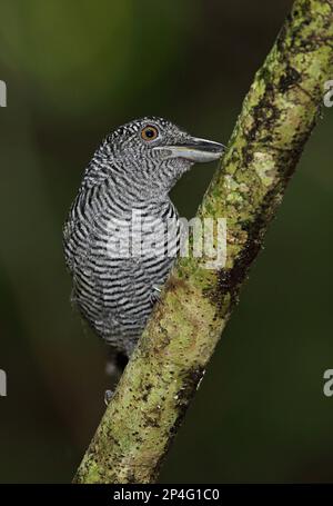 Antshrike (Cymbilaimus lineatus fasciatus) adulto maschio, arroccato su ramo, Pipeline Road, Panama Foto Stock