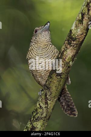 Fasciated Antshrike (Cymbilaimus lineatus fasciatus) femmina adulta, appollaiata sul ramo, Pipeline Road, Panama Foto Stock