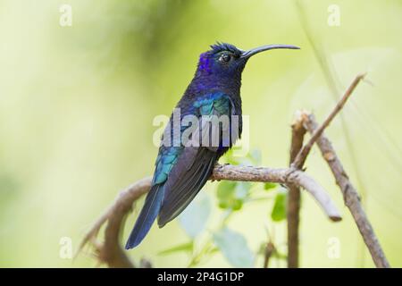 Violetta Sabrewing (Campylopterus hemileucurus) maschio adulto, arroccato su ramoscello, Costa Rica Foto Stock