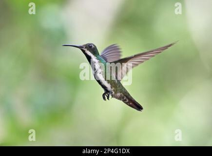 Mango dalla gola nera (Anthracotorax nigricollis nigricollis) femmina adulta, in volo, Torti, Panama Foto Stock