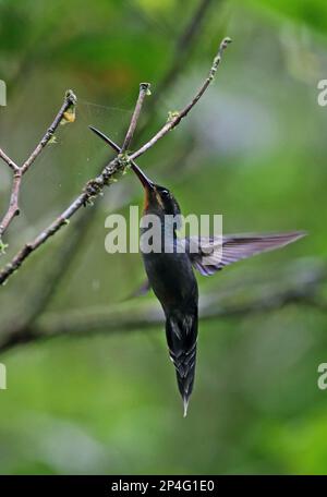 Eremita verde (Phaethornis guy coruscus) maschio adulto, in volo, hovering e prendere ragno da mezzo di rete, Canopy Lodge, El Valle, Panama Foto Stock