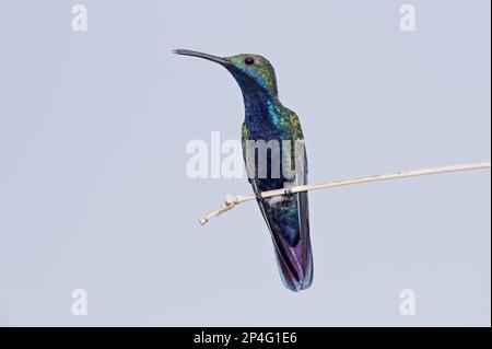 Mango nero (Anthracotorax nigricollis) maschio adulto, arroccato su ramoscello, Trinidad, Trinidad e Tobago Foto Stock