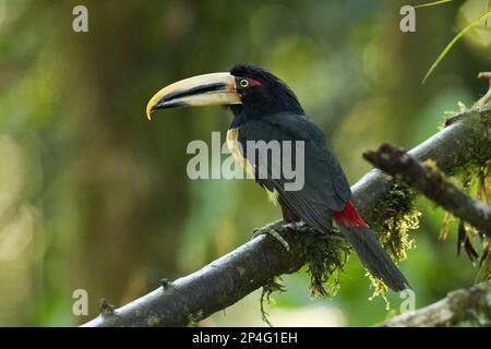 Aracari pallido-mandibled (Pteroglosso eritropigius) adulto, arroccato su ramo nella foresta pluviale montana, Ande, Ecuador Foto Stock