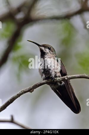 Antillean Mango (Antracotorace dominicus dominicus) maschio immaturo, arroccato su ramoscello, Giardini Botanici, Santo Domingo, Repubblica Dominicana Foto Stock