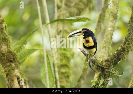 Aracari pallido-mandibled (Pteroglosso eritropigius) adulto, arroccato su ramo nella foresta pluviale montana, Ande, Ecuador Foto Stock