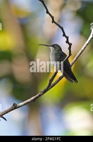 Mango antillano (Antracotorace dominicus dominicus) femmina adulta, arroccata sul ramoscello, Los Haitises N. P. Repubblica Dominicana Foto Stock