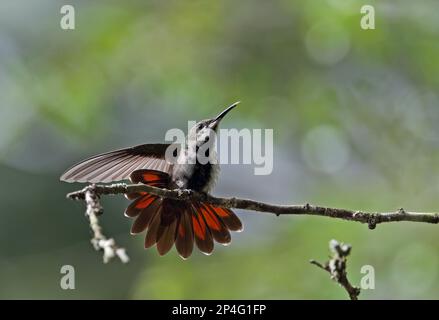 Antillean Mango (Antracotorace dominicus dominicus) maschio immaturo, stretching ala e coda, arroccato su ramoscello, Giardini Botanici, Santo Domingo Foto Stock