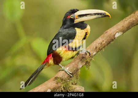 Aracari pallido-mandibled (Pteroglosso eritropigius) adulto, arroccato su ramo nella foresta pluviale montana, Ande, Ecuador Foto Stock