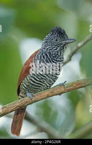 Antshrike di castagno (Thamnophilus palliatus vestitus), maschio adulto, seduto su un ramo, Foresta pluviale Atlantica, Reserva ecologica de Guapi Assu Foto Stock