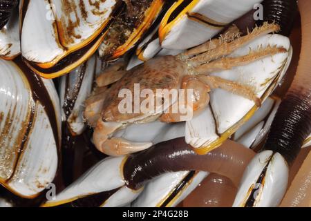 Gamberi di Columbus adulti (aerei minutus), lavati su un gruppo di barnacolo gooseneck liscio (Lepas anatifera) attaccato alla boa da pesca, Chesil Foto Stock