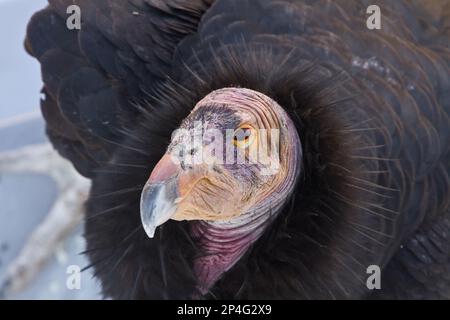 California Condor, California Condors, avvoltoi, uccelli rapaci, animali, Birds, California Condor Adult, Utah America Foto Stock