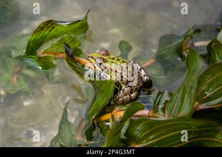 Una rana verde, litobata claritani, poggia su un cameo vicino ad uno stagno. Foto Stock