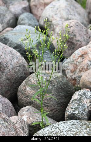 Fleabane canadese, Erigeron canadensis, conosciuto anche come Butterweed, crine canadesi, Coltstail o Marestail, piante selvatiche provenienti dalla Finlandia Foto Stock