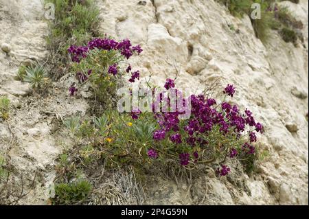 Brodo di bue (Matthiola incana), fiorito con altra vegetazione sulle scogliere di Beer Beach nel Devon Foto Stock