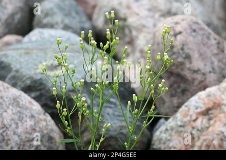 Fleabane canadese, Erigeron canadensis, conosciuto anche come Butterweed, crine canadesi, Coltstail o Marestail, piante selvatiche provenienti dalla Finlandia Foto Stock