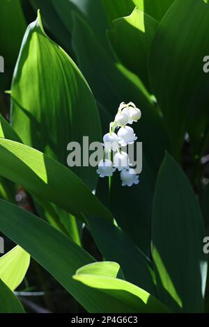Giglio della valle, Convallaria majalis, fiore selvatico dalla Finlandia Foto Stock