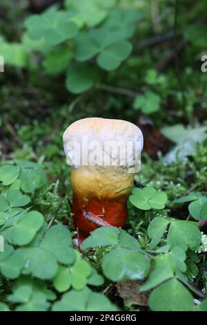 Ganoderma lucidum, comunemente noto come lingzhi o Reishi, fungo poliporo selvatico medicinale dalla Finlandia Foto Stock