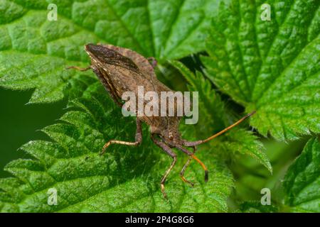 Squash bug Coreus marginatus. Dock bug Coreus marginatus su una foglia verde di erba. Foto Stock