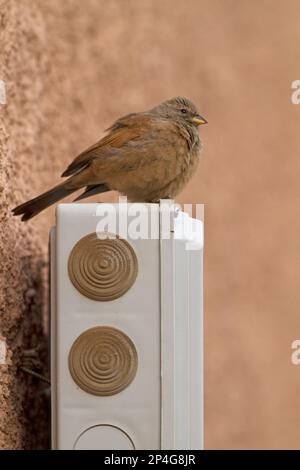 Casa Bunting (Emberiza sahari) femmina adulto, arroccato su edificio, Marocco Foto Stock