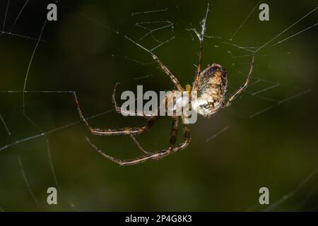 Ragno Araneus diadematus con una croce sulla schiena su un ragnatela su uno sfondo di albero. Foto Stock