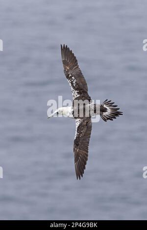 Gannet settentrionale (Morus fagianus) immaturo, terzo piumaggio invernale, in volo sul mare, Isole Shetland, Scozia, Regno Unito Foto Stock