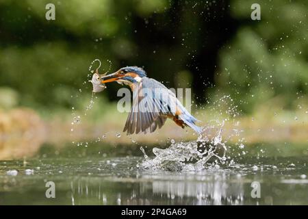 Comune Kingfisher (Alcedo atthis) femmina adulta, in volo, emergente da immersione con comune Rudd (Scardinius eritroftalmus) preda in becco, Suffolk Foto Stock