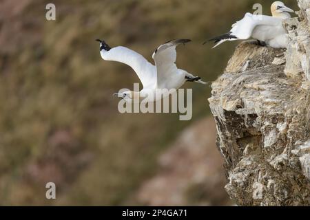 Gannet settentrionale (Morus fagianus) adulto, in volo, decollo da Cliff, Troup Head, Moray Firth, Aberdeenshire, Scozia, Regno Unito Foto Stock