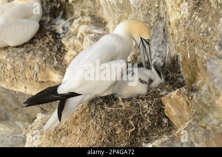 Gannet settentrionale (Morus fagianus) adulto e pulcino, nidificante sulla scogliera, testa di troup, Moray Firth, Aberdeenshire, Scozia, Regno Unito Foto Stock