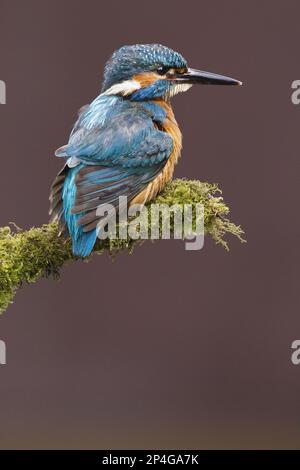 Comune Kingfisher (Alcedo atthis) maschio adulto, arroccato su ramo di muschio sopra acqua, Droitwich, Worcestershire, Inghilterra, Regno Unito Foto Stock