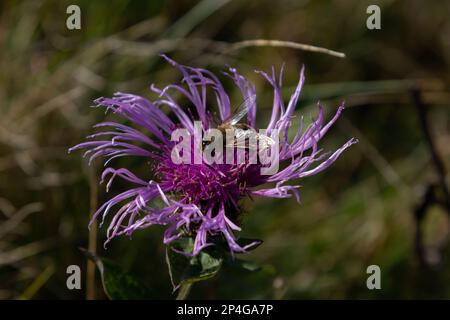 Fiore di mais marrone Centaurea jacea e un'ape seduta su un fiore in un giorno d'estate. Foto Stock