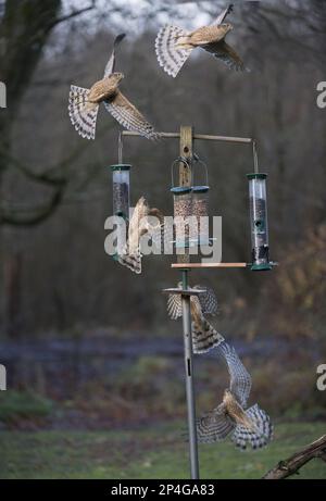 Eurasiatica Sparrowwhawk (Accipiter nisus) maschio immaturo, in volo, attaccando l'alimentatore di uccelli in giardino, Nuova Abbazia, Dumfries e Galloway Foto Stock