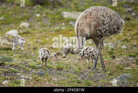 rhea (Rhea Pennata) adulto maschio con pulcini, alimentazione, Torres del Paine N.P., Patagonia meridionale, Cile Foto Stock