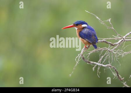 Malachite Kingfisher (Corythornis cristatus) adulto, arroccato su ramoscello, Lago Nakuru N. P. Great Rift Valley, Kenya Foto Stock