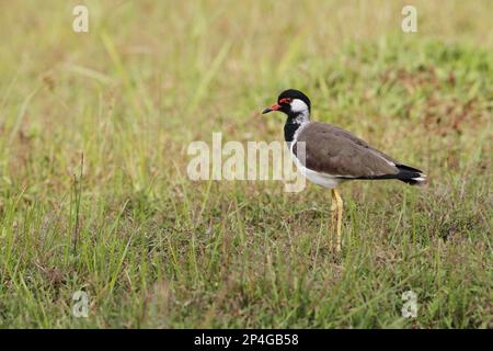 Lapwing rosso-wattled (Vanellus indicus) adulto, in piedi su erba, Bundala N. P. Sri Lanka Foto Stock