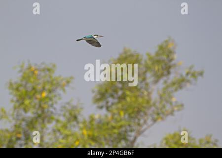 Kingfisher (Todiramphus chloris) adulto, in volo sopra mangrovie, Sundarbans, Gange Delta, Bengala Occidentale, India Foto Stock