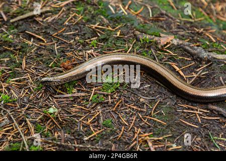 Slowworm Anguis fragilis fotografato con profondità di campo bassa. Foto macro. Foto Stock