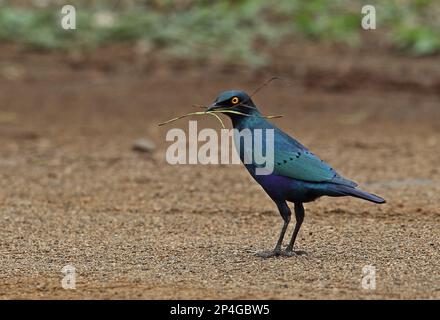 Starring lucido con orecchie blu maggiore (Lamprotornis chalybaeus nordmanni) adulto, con materiale di nidificazione in becco, in piedi sul terreno, Kruger N. P. Great Foto Stock