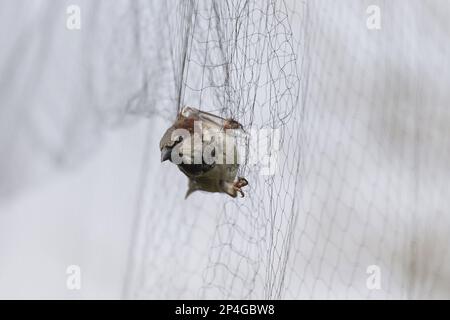 Casa Sparrow (Passer domesticus) maschio adulto, catturato nella rete di nebbia durante il sondaggio di ringing, Suffolk, Inghilterra, Regno Unito Foto Stock