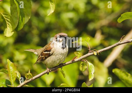 Erpice eurasiatica (Passer montanus) adulto, arroccato su un ramo, Bempton Cliffs RSPB Reserve, Bempton, East Yorkshire, Inghilterra, United Foto Stock