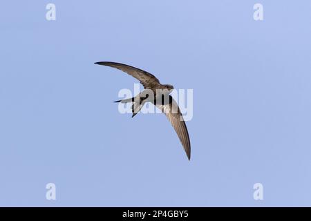 Common Swift (Apus apus) adulto, in volo, Suffolk, Inghilterra, Regno Unito Foto Stock